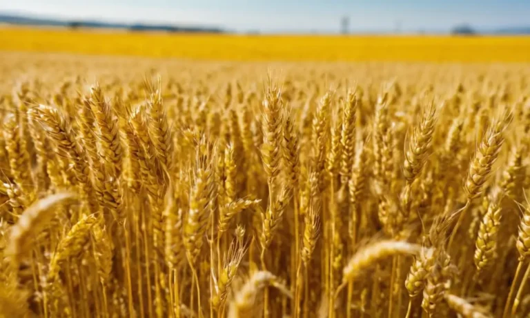 Cerveza perfecta de campos dorados
