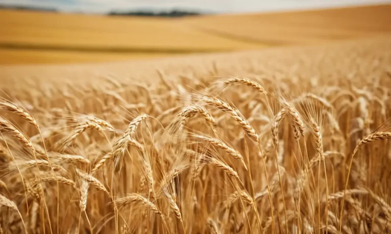 Tonalidades terrosas y bienestar nutritivo