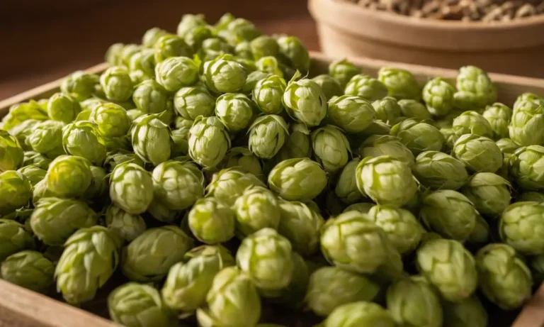 Cerveza artesanal de madera y lúpulo